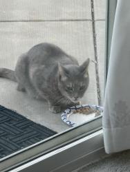 Found/Stray Unknown Cat last seen La Alba, Murrieta, CA 92562