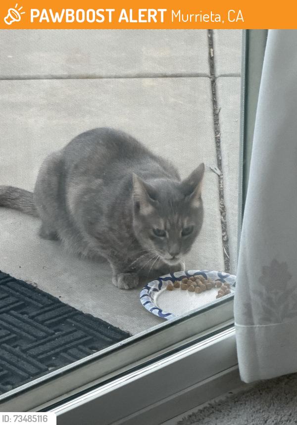 Found/Stray Unknown Cat last seen La Alba, Murrieta, CA 92562