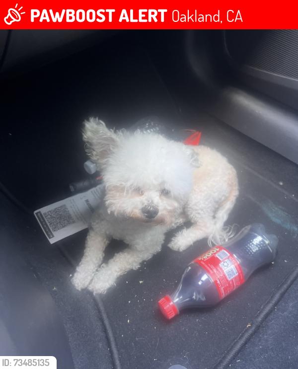 Lost Male Dog last seen Martin Luther King and 15th st, Oakland, CA 94612