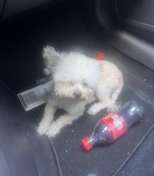 Lost Male Dog last seen Martin Luther King and 15th st, Oakland, CA 94612