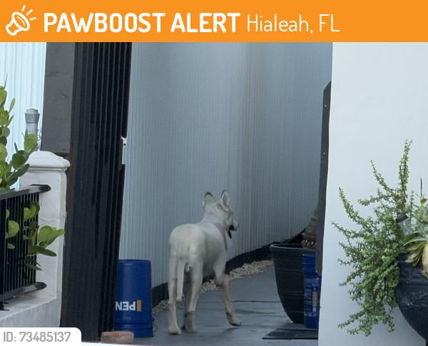 Found/Stray Unknown Dog last seen EAST 8 AVENUE and 47 STREET, Hialeah, FL 33013