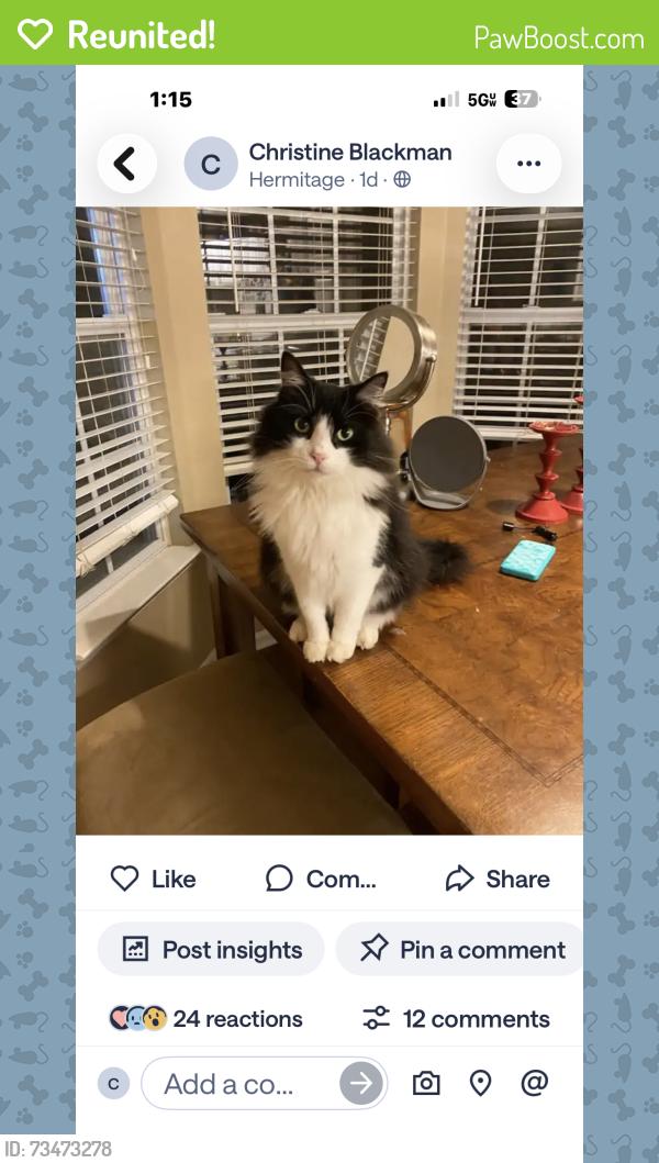 Reunited Male Cat last seen Summit Run Pl. and Chandler, Nashville, TN 37076