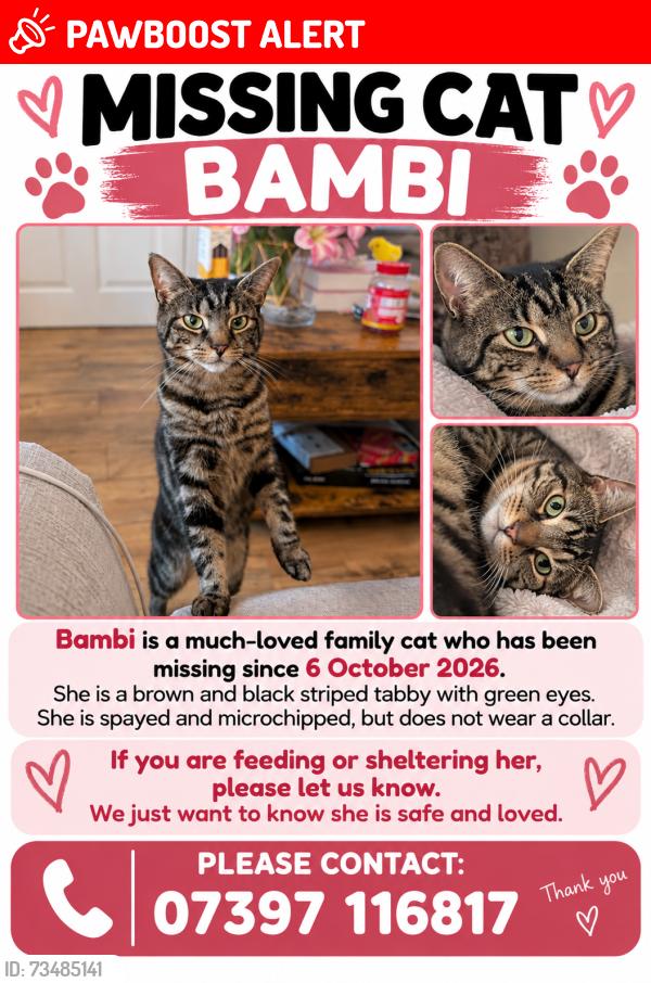 Lost Female Cat last seen Tunstall lane, barlborough road, campbell street, Greater Manchester, England WN5 9JR