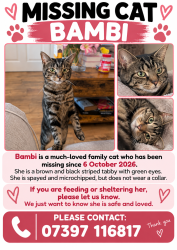 Lost Female Cat last seen Tunstall lane, barlborough road, campbell street, Greater Manchester, England WN5 9JR