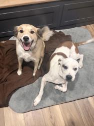Found/Stray Female Dog last seen Sonoma Verde, McLendon-Chisholm, TX 75032