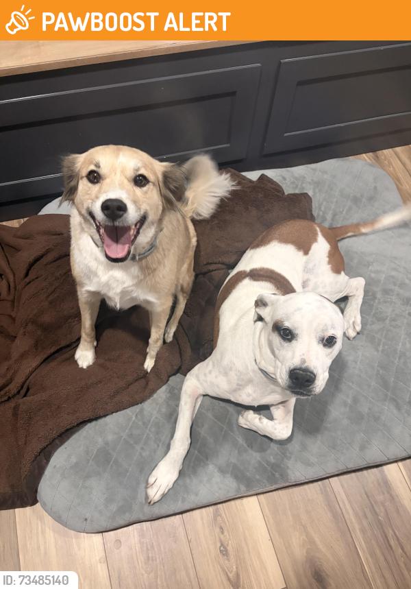 Found/Stray Female Dog last seen Sonoma Verde, McLendon-Chisholm, TX 75032