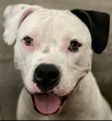 Lost Female Dog last seen Fay road/ finzel road, Carleton, MI 48117