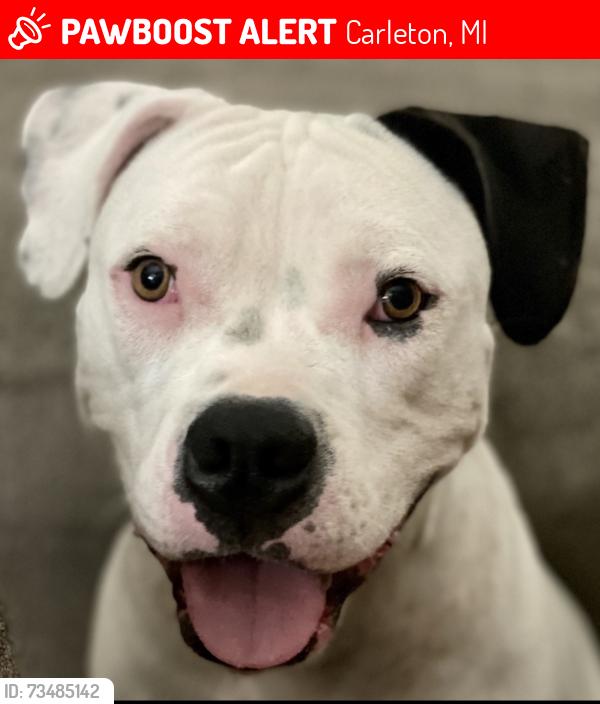 Lost Female Dog last seen Fay road/ finzel road, Carleton, MI 48117