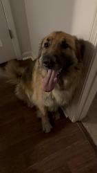 Reunited Female Dog last seen Elmore Park Rd and Ivanhoe Rd, Memphis, TN 38134