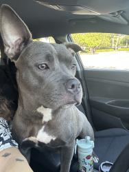 Found/Stray Female Dog last seen W broward blvd & nw 15th ave, Fort Lauderdale, FL 33312