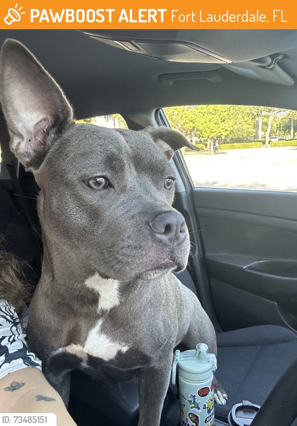Found/Stray Female Dog last seen W broward blvd & nw 15th ave, Fort Lauderdale, FL 33312
