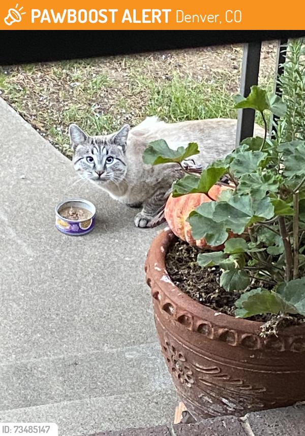 Found/Stray Unknown Cat last seen W50th & Tennyson, Denver, CO 80212