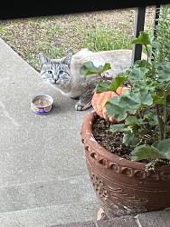 Found/Stray Unknown Cat last seen W50th & Tennyson, Denver, CO 80212