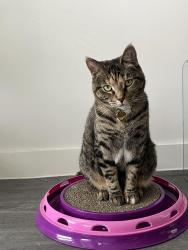 Reunited Female Cat last seen E. 52nd st, The Bennett apmts, Austin, TX 78751