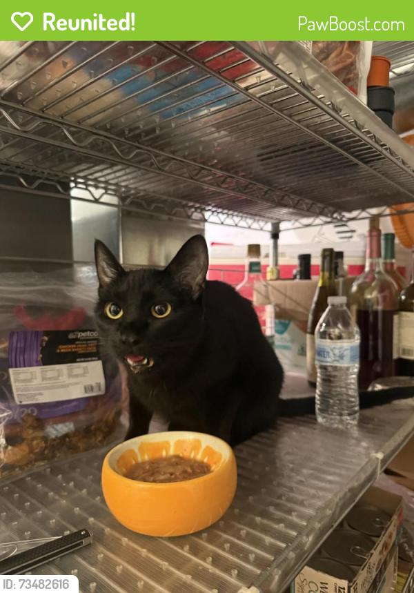 Reunited Female Cat last seen Nottingham Ballroom/Firehouse, Hamilton Township, NJ 08690
