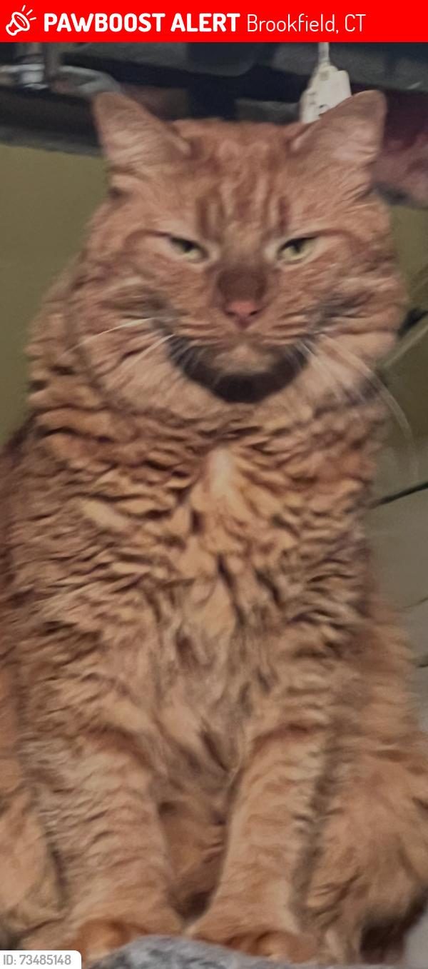 Lost Male Cat last seen Bayberry Drive, Brookfield, CT, Brookfield, CT 06804