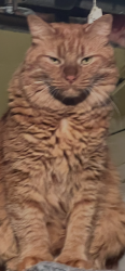 Lost Male Cat last seen Bayberry Drive, Brookfield, CT, Brookfield, CT 06804
