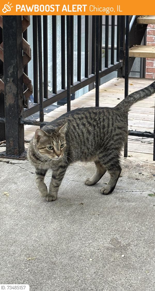 Found/Stray Unknown Cat last seen Paulina and Julian, Chicago, IL 60622
