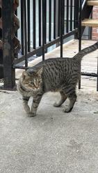 Found/Stray Unknown Cat last seen Paulina and Julian, Chicago, IL 60622