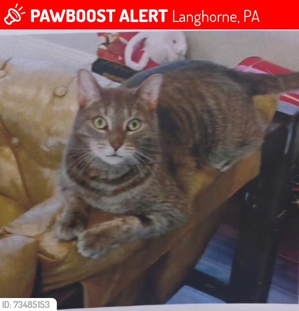 Lost Male Cat last seen Park Road, Langhorne, PA 19047