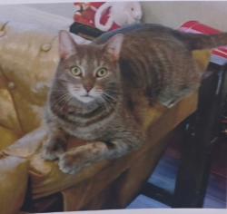 Lost Male Cat last seen Park Road, Langhorne, PA 19047