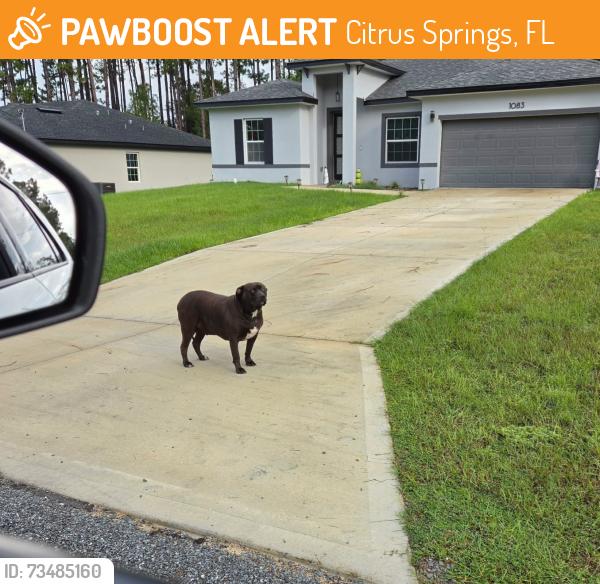 Found/Stray Male Dog last seen W.cary and Gibralter, Citrus Springs, FL 34434
