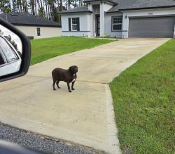 Found/Stray Male Dog last seen W.cary and Gibralter, Citrus Springs, FL 34434