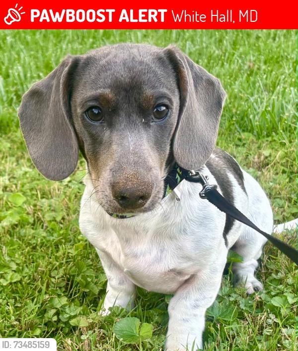 Lost Male Dog last seen Wiseburg Rd and York Rd, White Hall, MD 21120