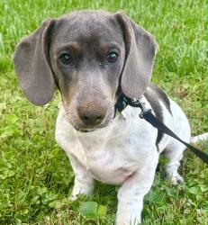 Lost Male Dog last seen Wiseburg Rd and York Rd, White Hall, MD 21120