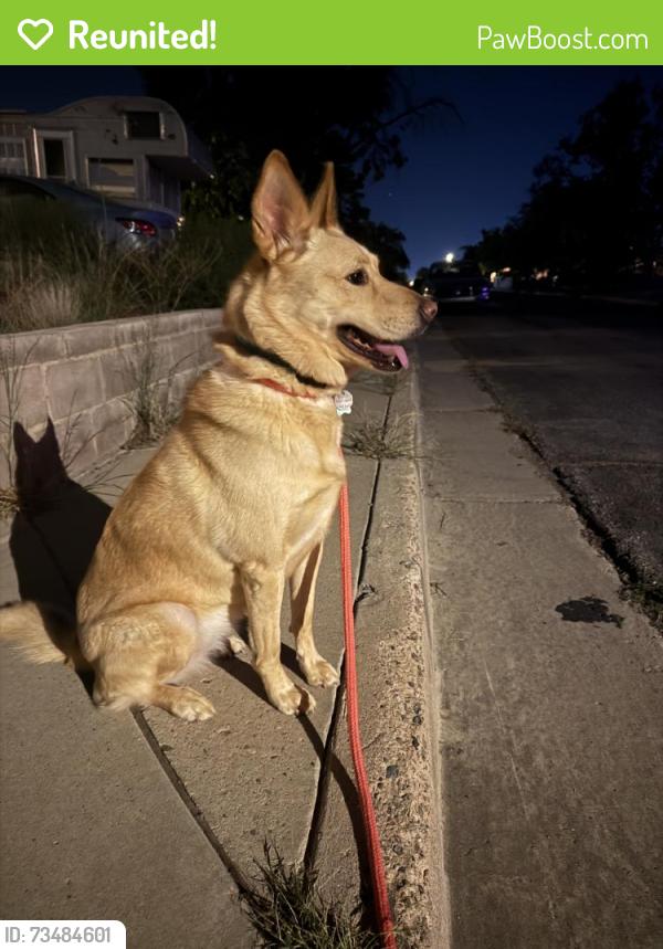 Reunited Female Dog last seen Near Princeton Dr SE, Albuquerque, NM 87106, USA, Albuquerque, NM 87106