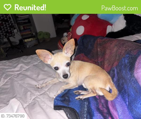 Reunited Male Dog last seen Wolverine, Port St. Lucie, FL 34986