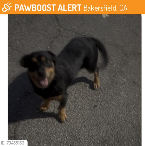 Found/Stray Female Dog last seen Excel dental, Bakersfield, CA 93312
