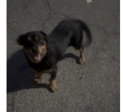 Found/Stray Female Dog last seen Excel dental, Bakersfield, CA 93312