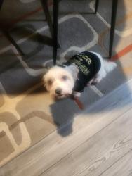 Lost Female Dog last seen Near GREENHAM LN, Spring, TX 77388