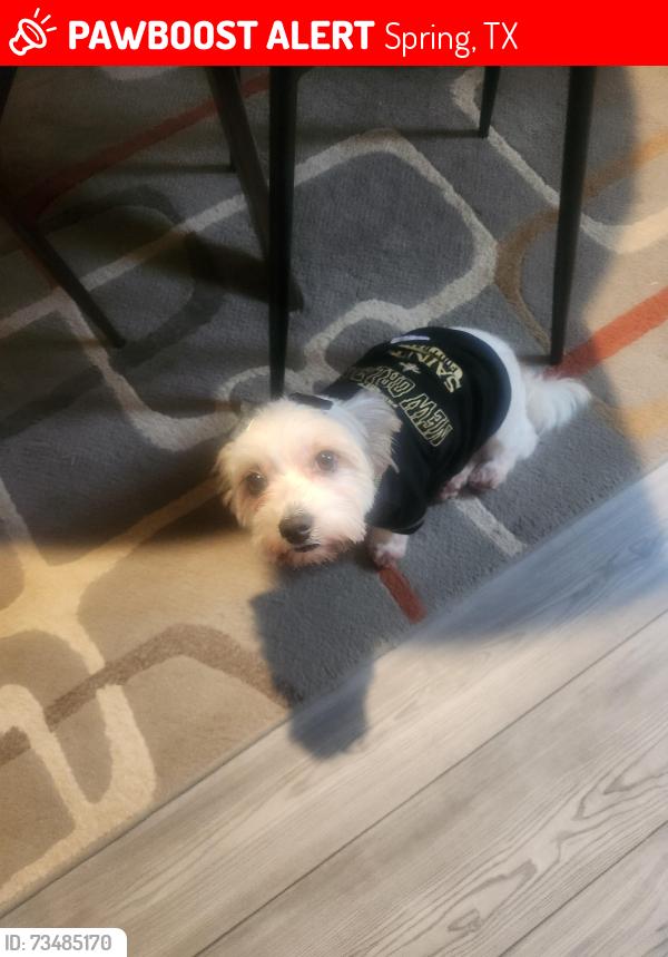 Lost Female Dog last seen Near GREENHAM LN, Spring, TX 77388