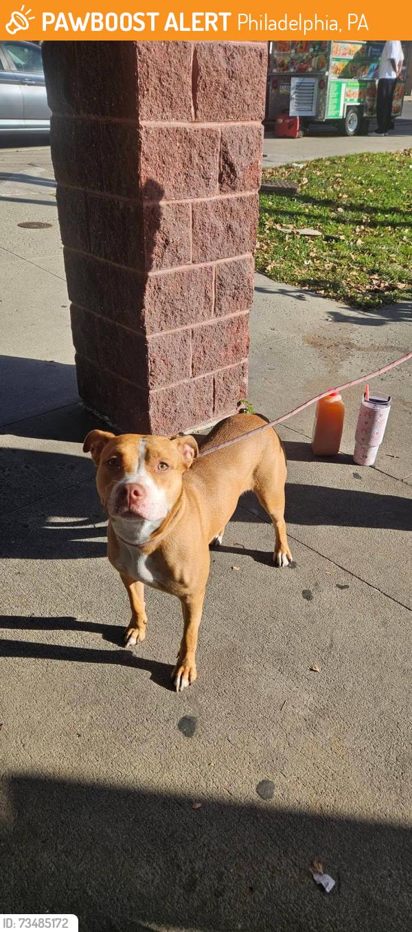 Found/Stray Unknown Dog last seen Girard ave, Philadelphia, PA 19130