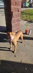Found/Stray Unknown Dog last seen Girard ave, Philadelphia, PA 19130