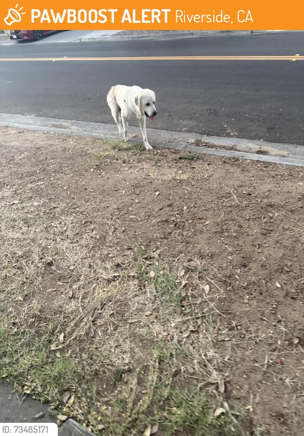 Found/Stray Male Dog last seen Norte vista high school, Riverside, CA 92503