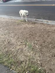 Found/Stray Male Dog last seen Norte vista high school, Riverside, CA 92503