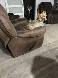 Lost Male Dog last seen Near Hillcrest Drive South, Grand Bay, AL 36541