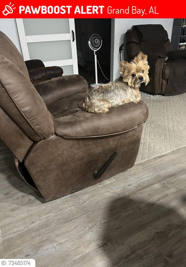 Lost Male Dog last seen Near Hillcrest Drive South, Grand Bay, AL 36541