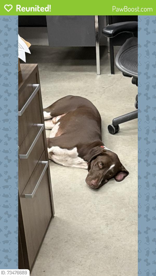 Reunited Male Dog last seen Plano east sr high school, Plano, TX 75074