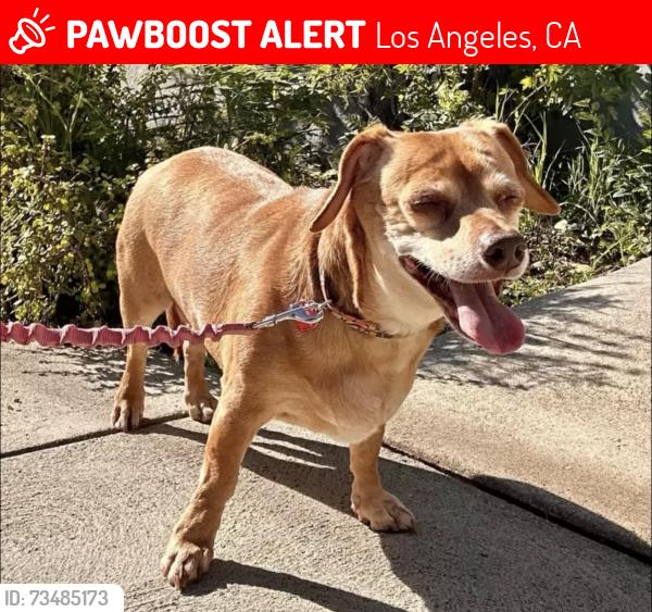 Lost Female Dog last seen Mohawk and Berkeley, Los Angeles, CA 90026