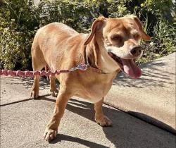 Lost Female Dog last seen Mohawk and Berkeley, Los Angeles, CA 90026