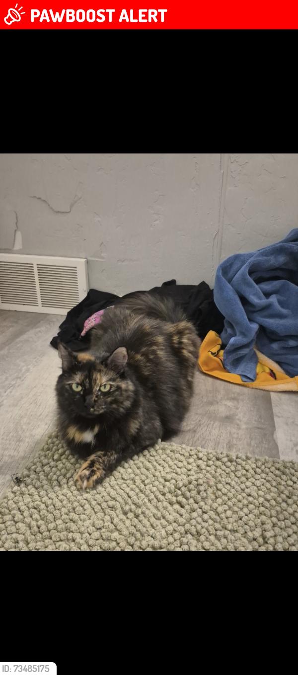 Lost Female Cat last seen In the church hill valley hiking spot, Allegheny County, PA 15221