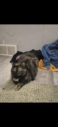 Lost Female Cat last seen In the church hill valley hiking spot, Allegheny County, PA 15221