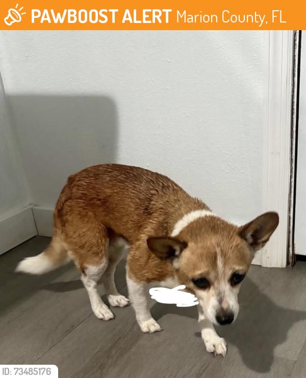 Found/Stray Female Dog last seen Near SE 182nd Ave Rd, Marion County, FL 32179