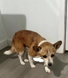 Found/Stray Female Dog last seen Near SE 182nd Ave Rd, Marion County, FL 32179