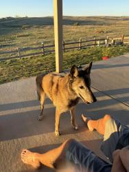 Found/Stray Female Dog last seen County Road 13 and Singing Hills, Elizabeth, CO 80107