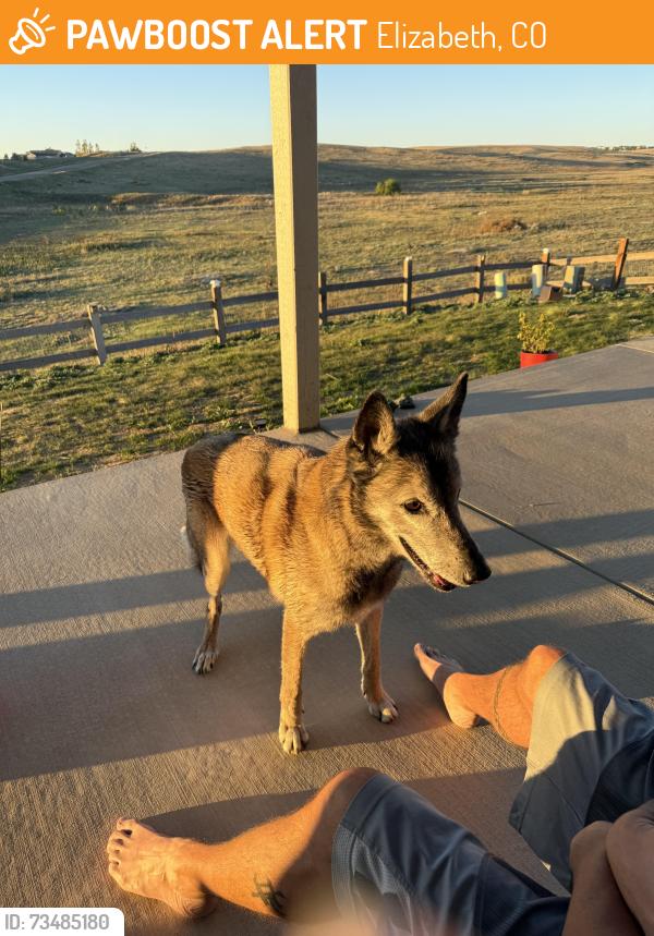 Found/Stray Female Dog last seen County Road 13 and Singing Hills, Elizabeth, CO 80107